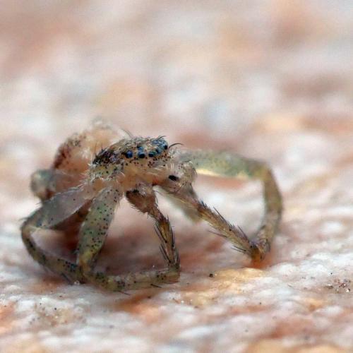 Philodromus sp.